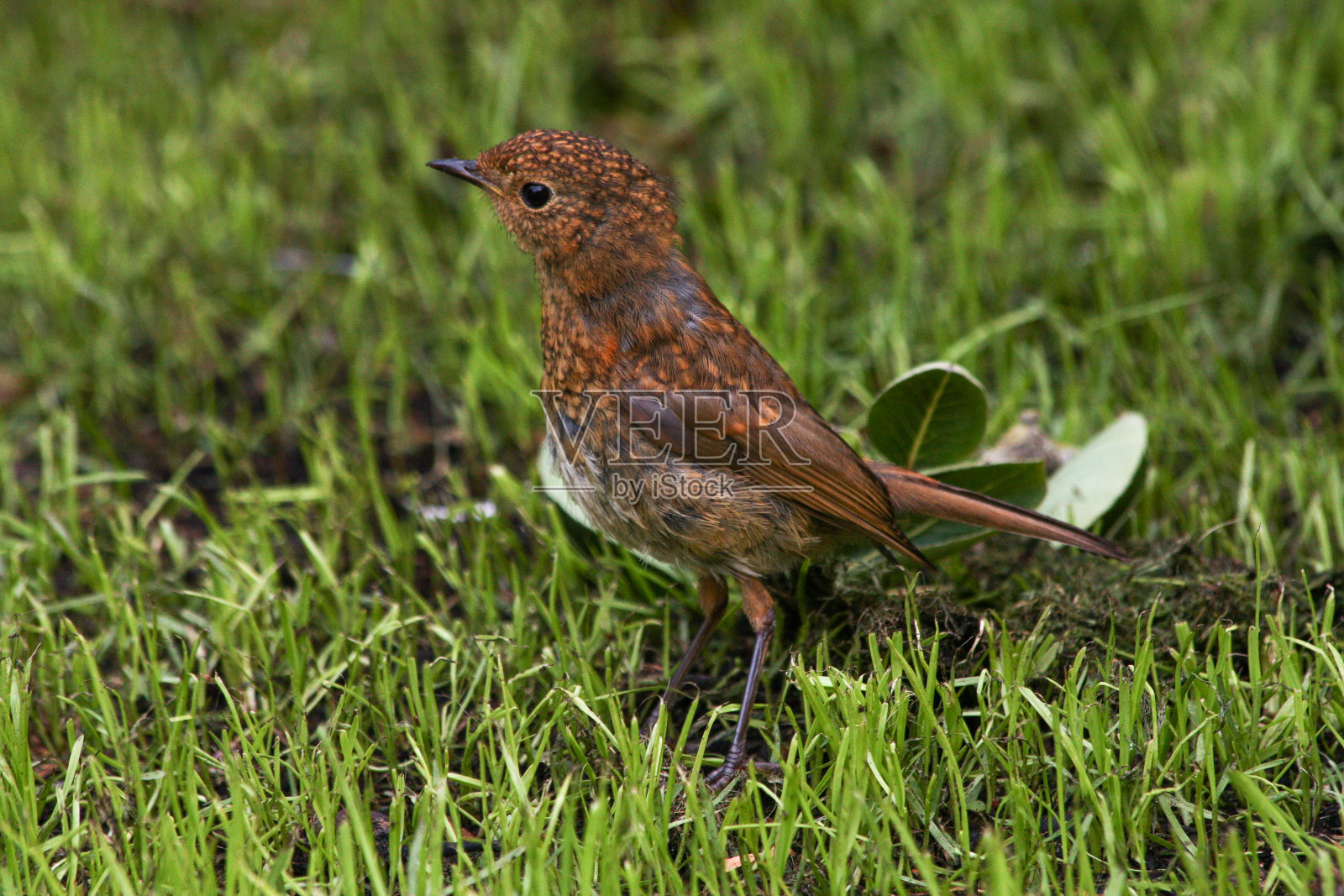 草地上的小知更鸟照片摄影图片