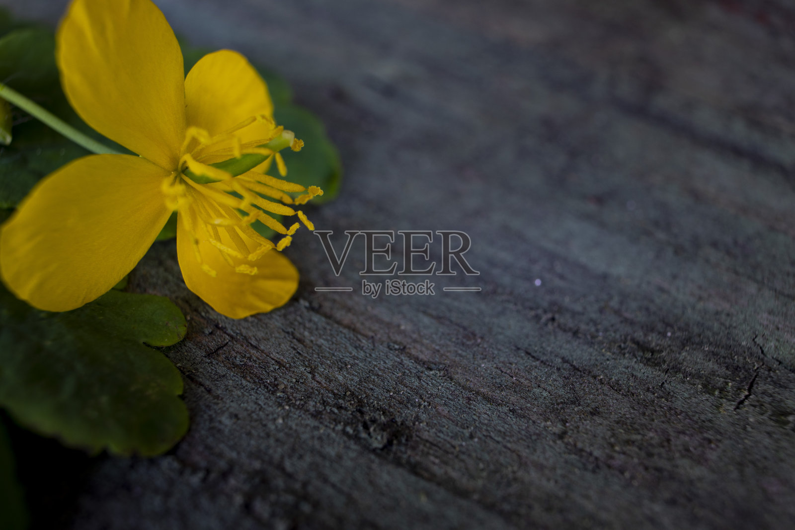 黄色的夏季花在木制的背景上。照片摄影图片