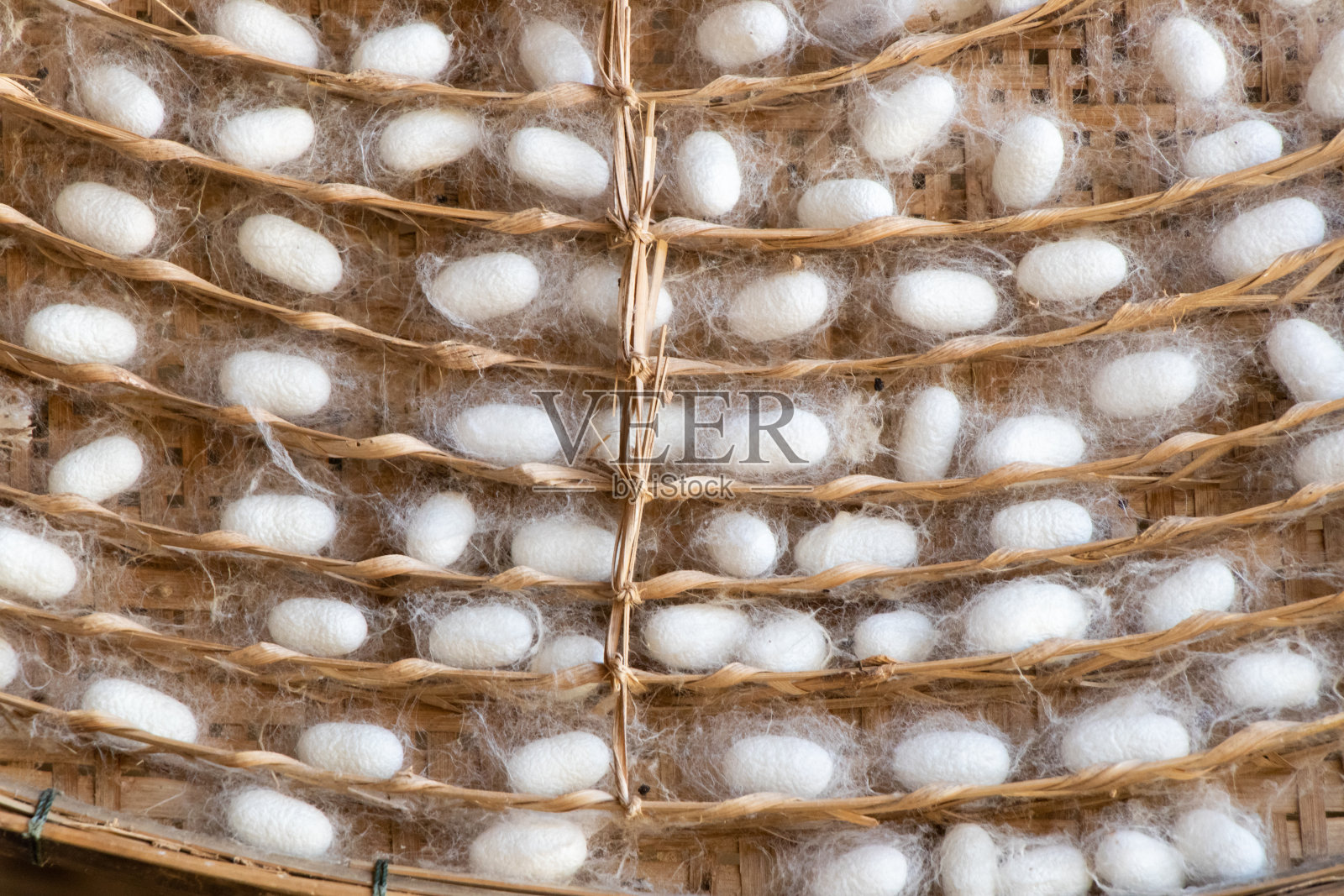 在织巢背景中群蚕白茧合拢照片摄影图片