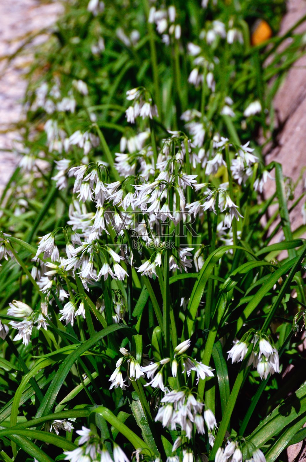 白色葱属植物照片摄影图片