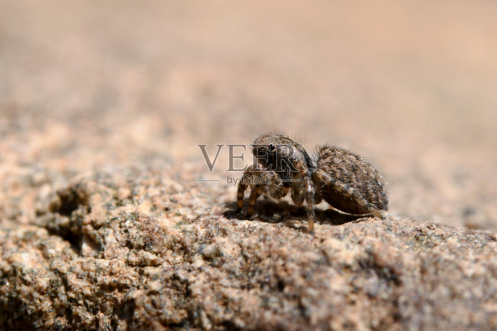 灰色石头上的跳蜘蛛照片摄影图片