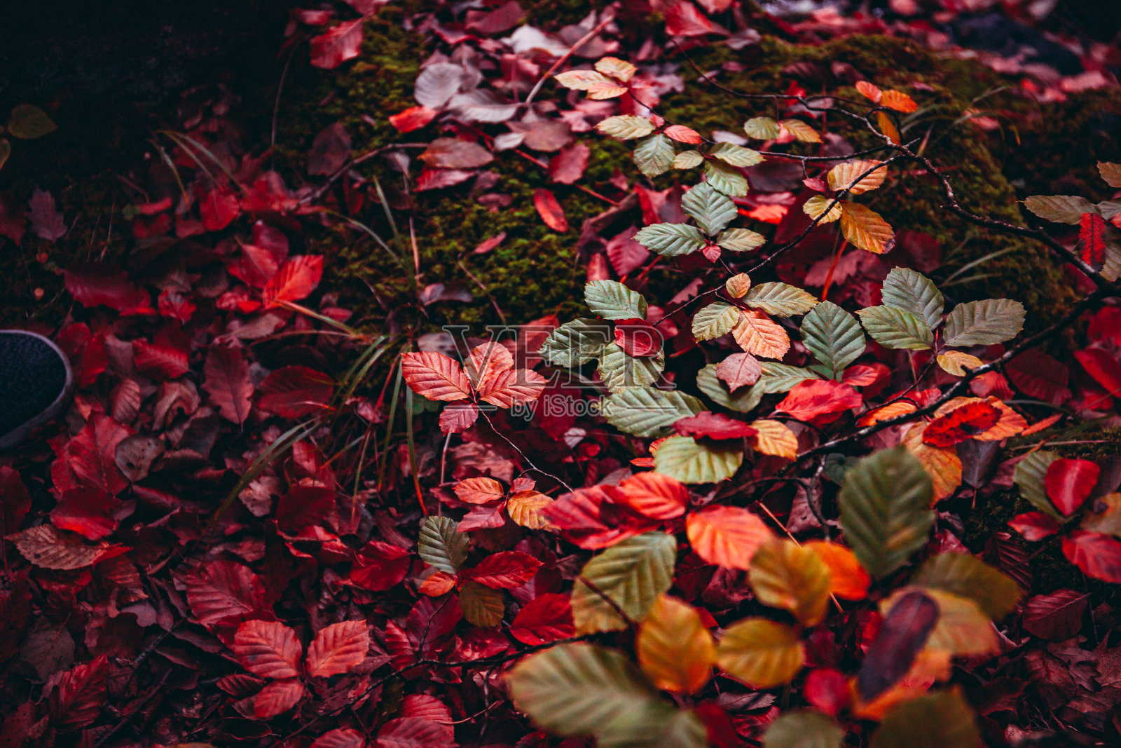 多彩的秋天森林树木和树叶照片摄影图片