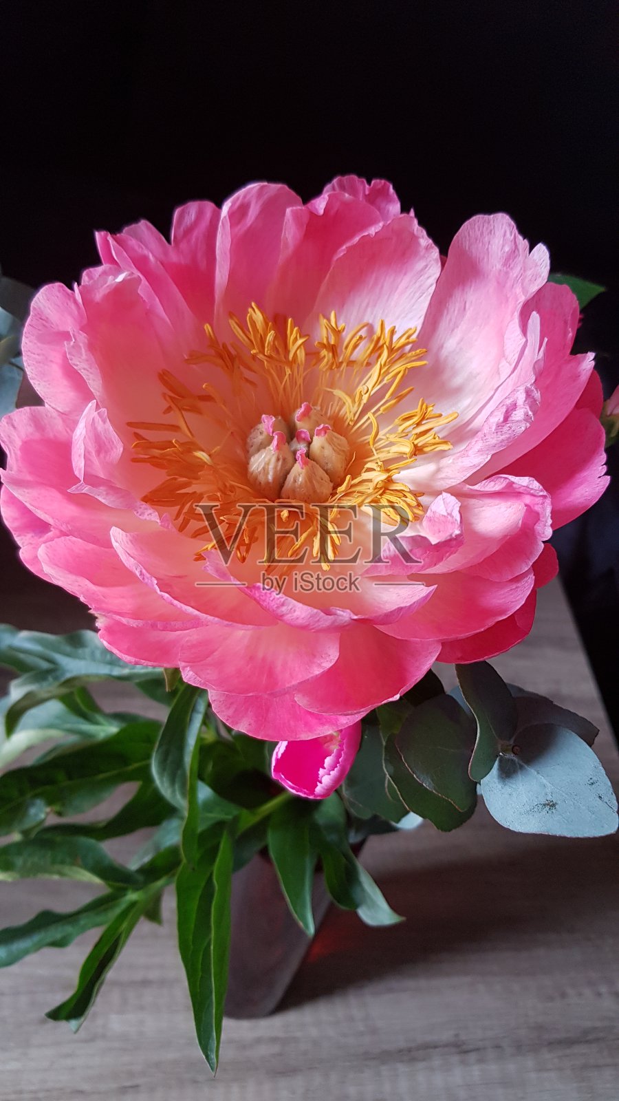 粉红色的花照片摄影图片