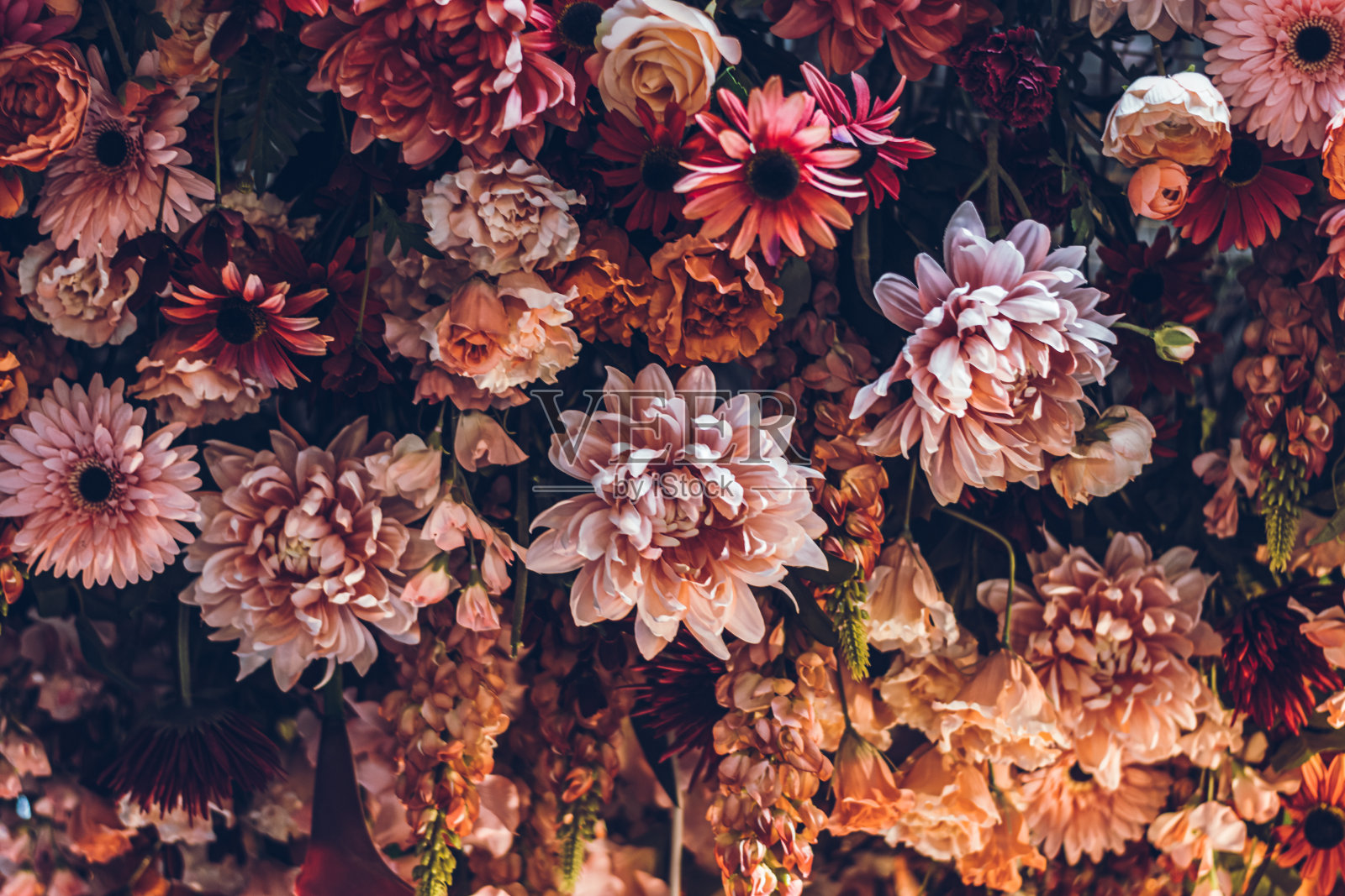 色彩鲜艳的夏季花卉全画幅照片摄影图片