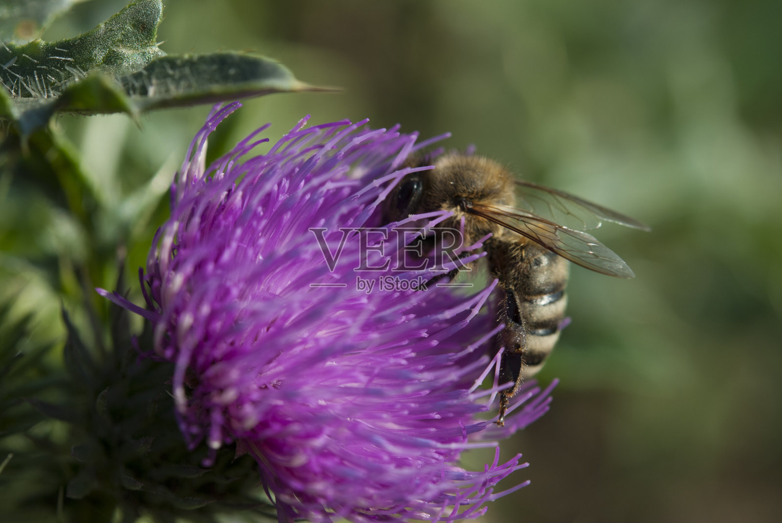 乳蓟上的西方蜜蜂(欧洲蜜蜂)照片摄影图片