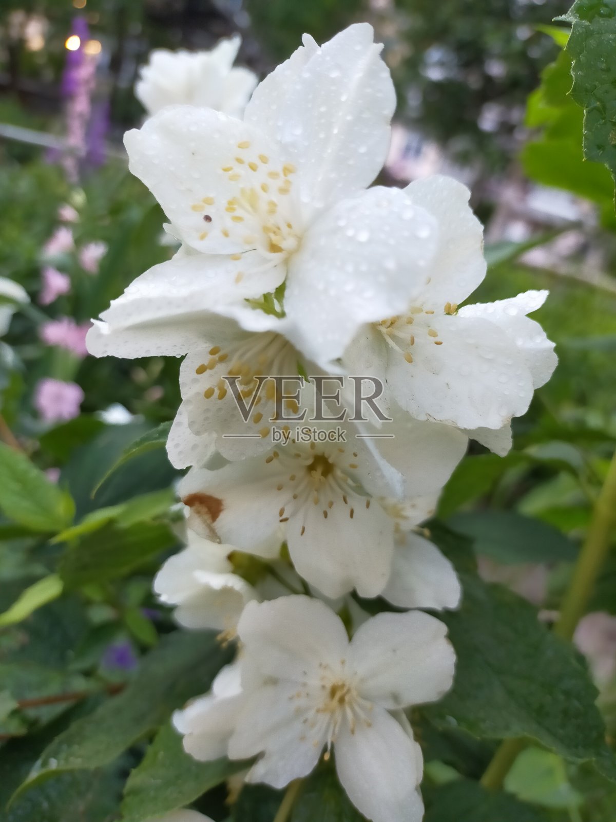 白色茉莉近缘花序,绿叶。照片摄影图片