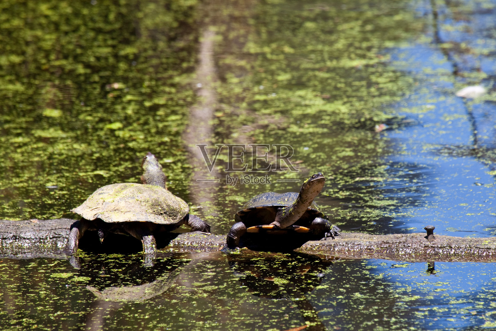 长颈龟照片摄影图片