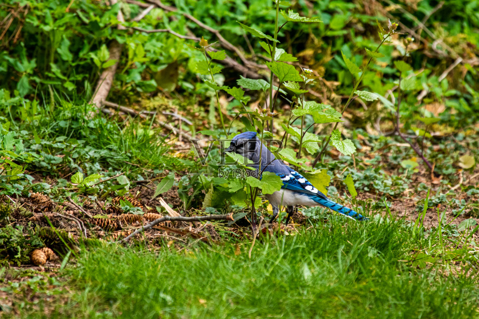 小蓝松鸦在草地14照片摄影图片