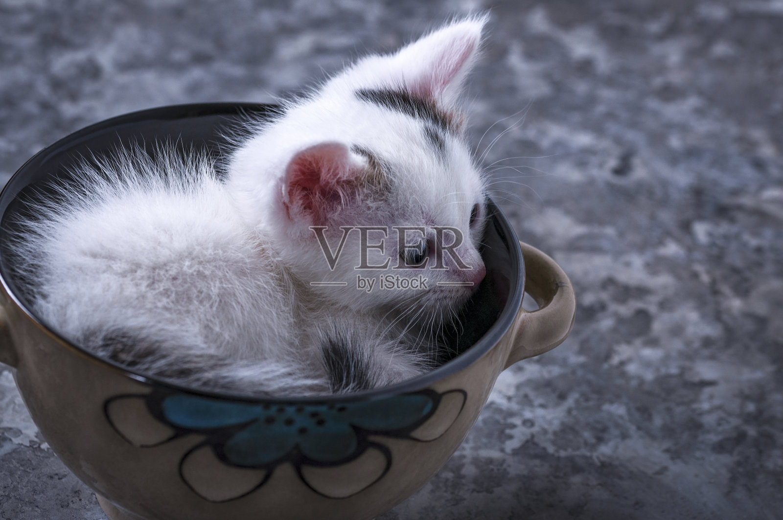小白猫在一只碗里休息照片摄影图片
