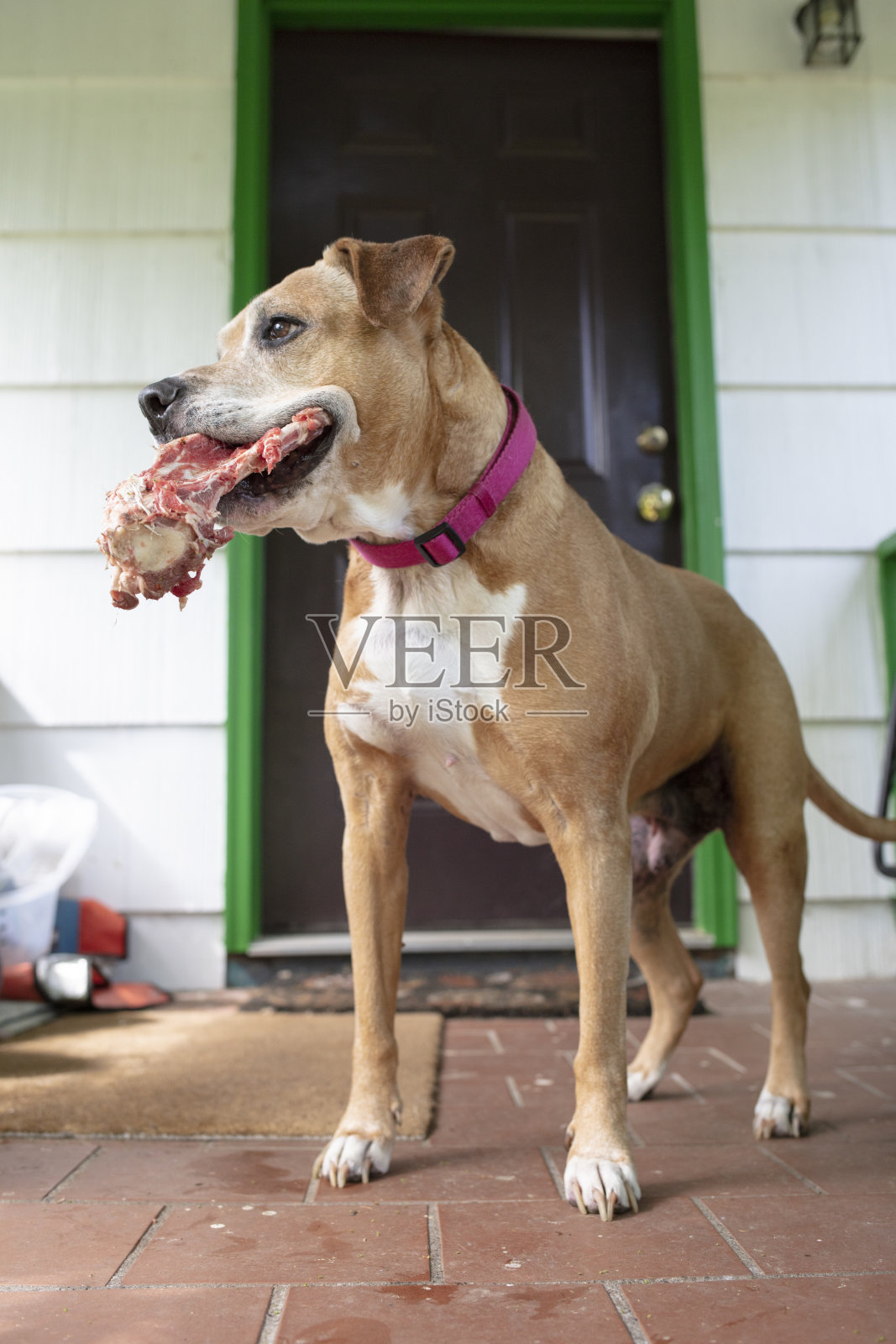 有骨头的比特斗牛犬照片摄影图片