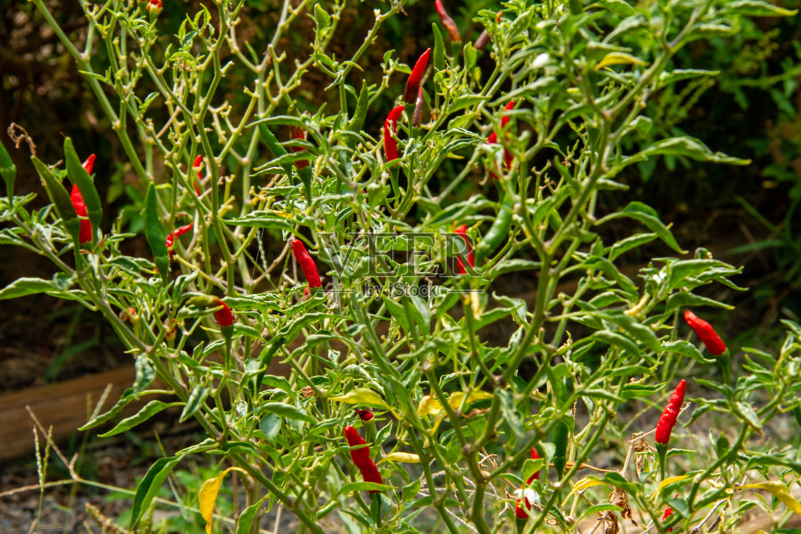 红辣椒和绿辣椒生长在一种植物上照片摄影图片