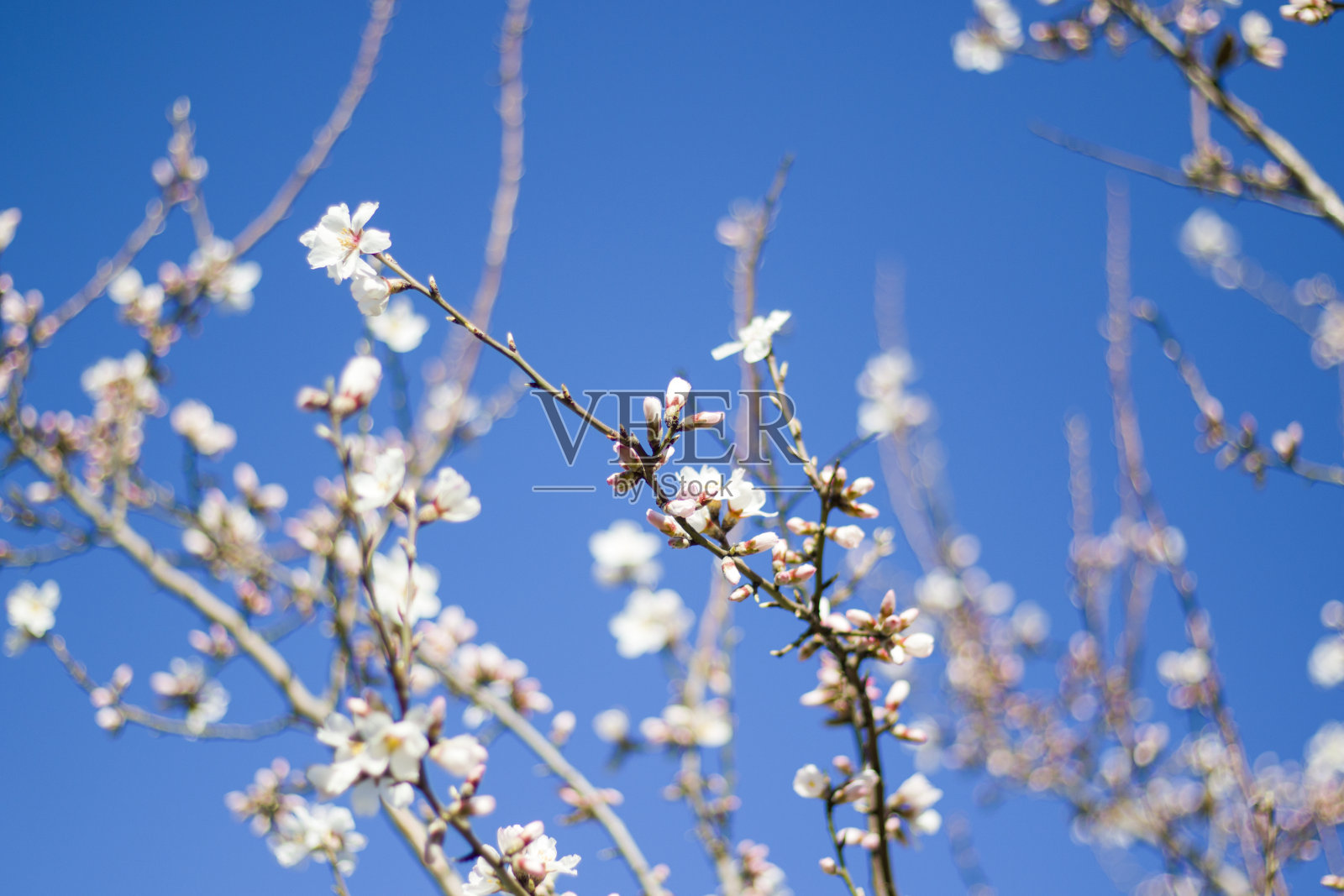 春树上枝,春花上树,春景散。模糊的背景。花的微距和特写。照片摄影图片