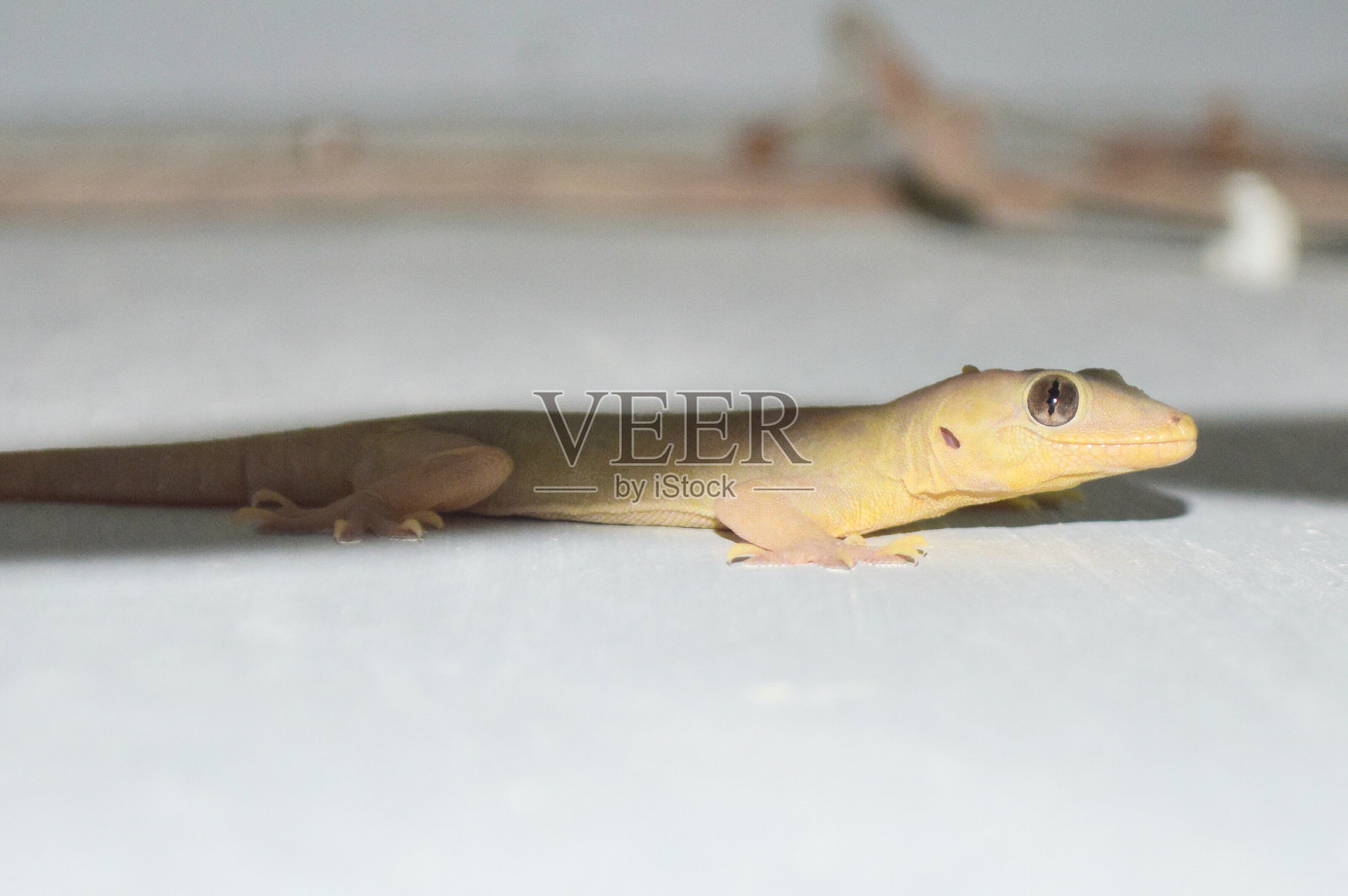 墙上常见的壁虎,近距离观察爬行动物龙照片摄影图片