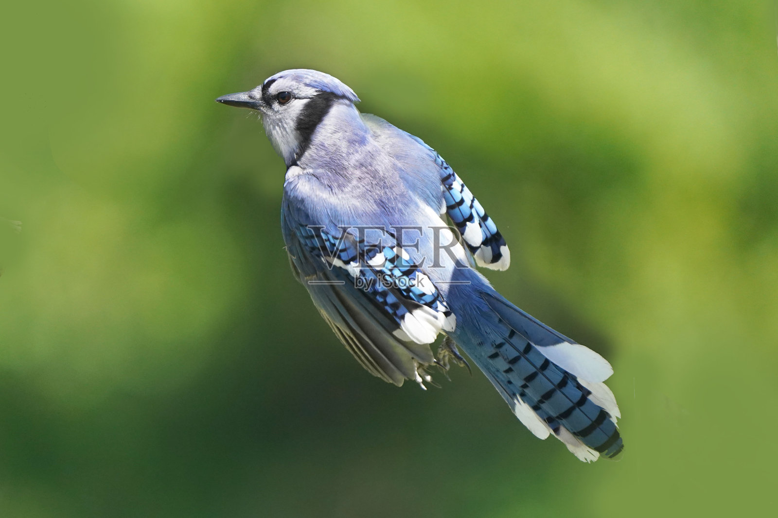 蓝松鸦栖息照片摄影图片