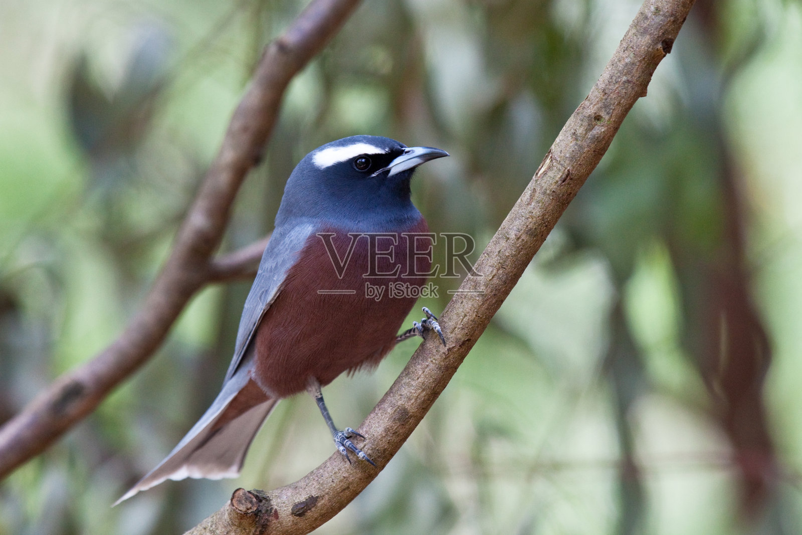 鸟栖息在树上的特写镜头照片摄影图片
