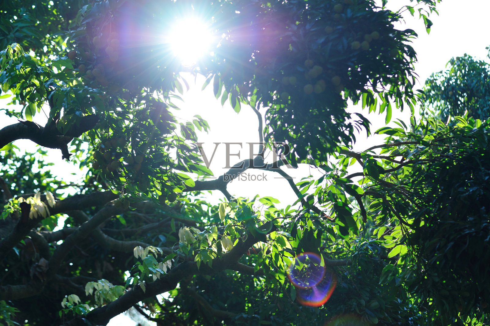 翠绿的荔枝果实在日出树上生长照片摄影图片