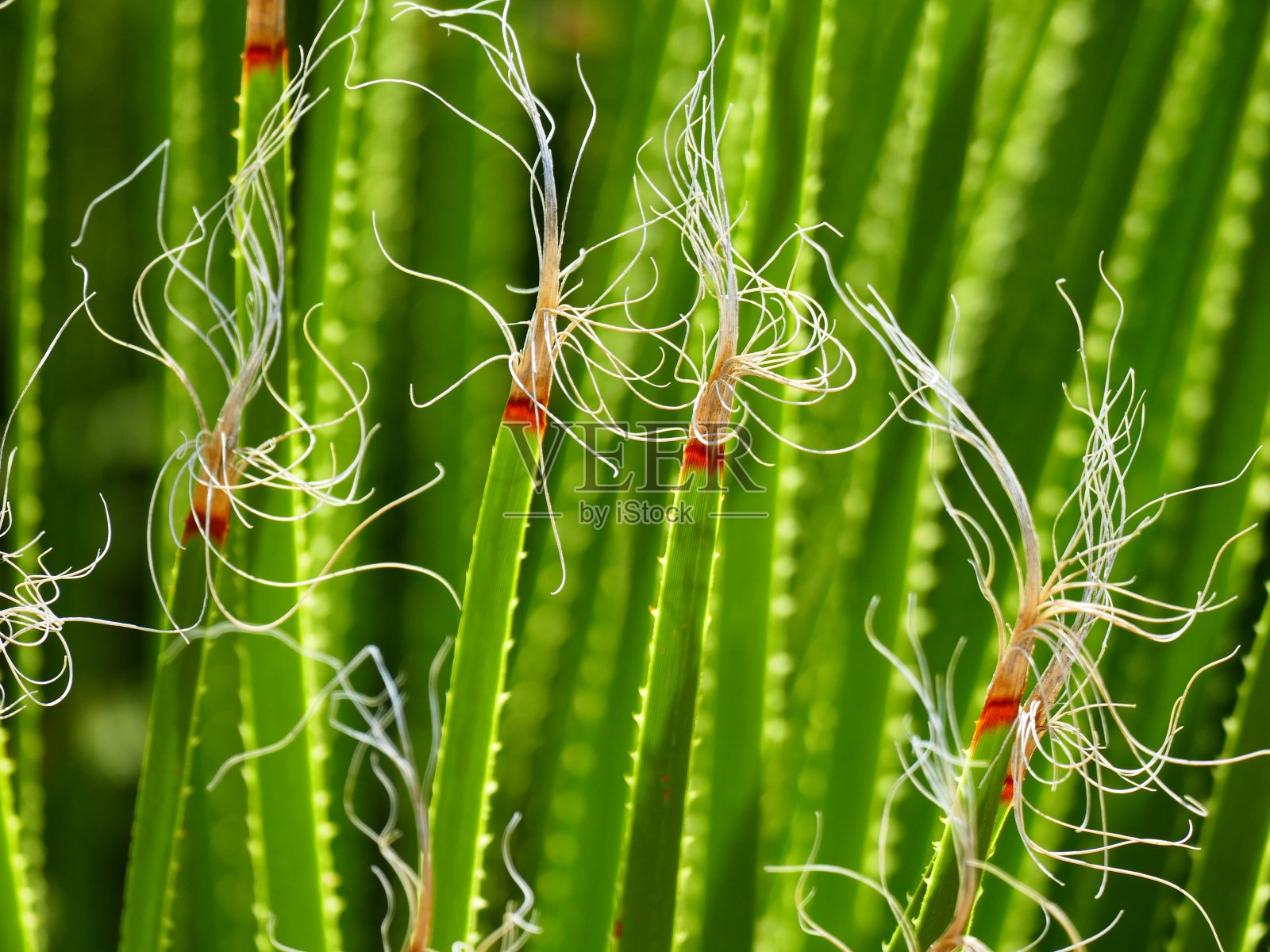 肉质植物,伊泽,阿尔卑斯-海洋的奇异花园照片摄影图片