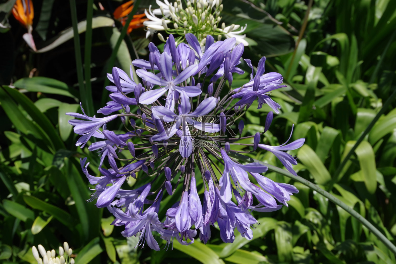 爱情花花照片摄影图片
