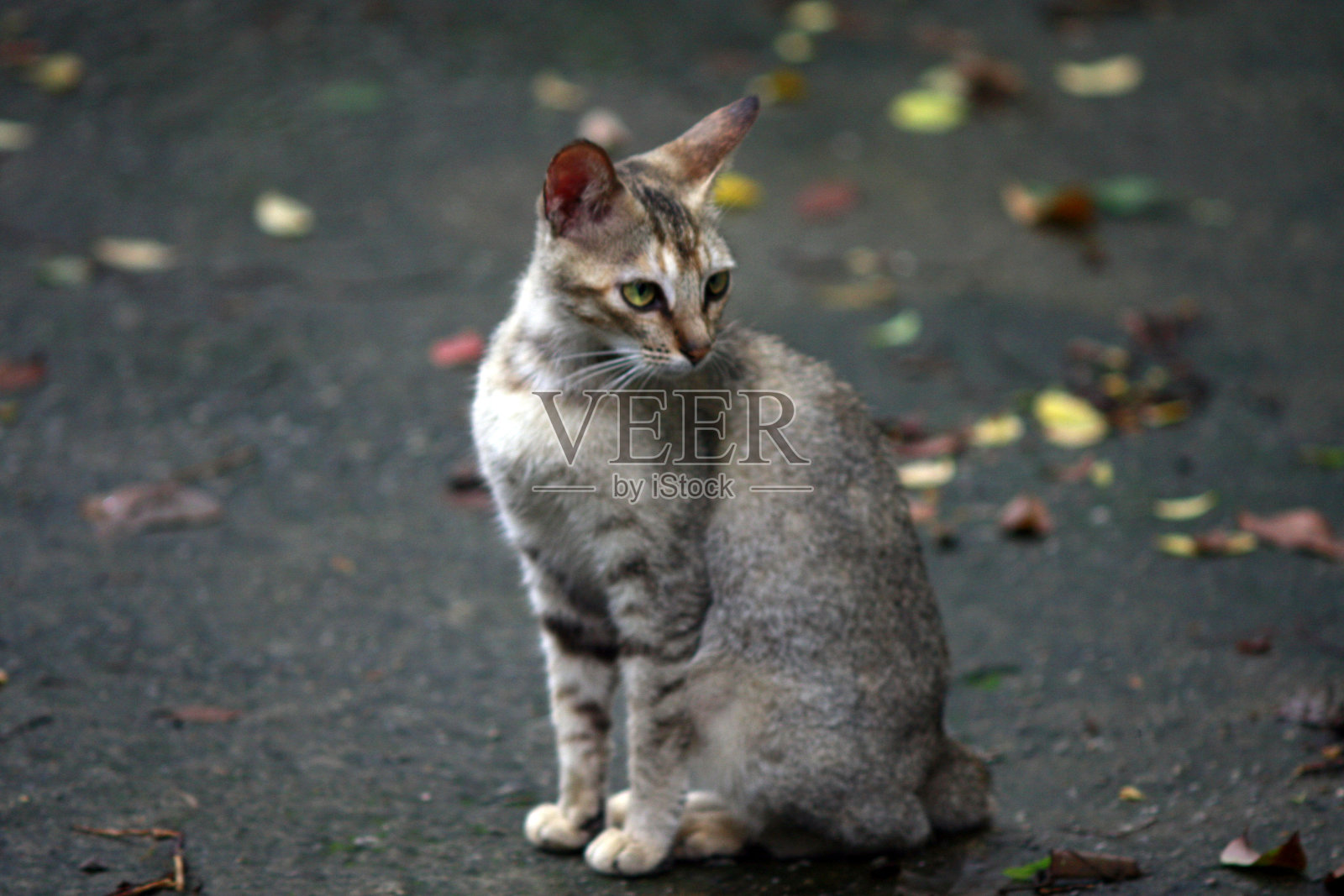 猫照片摄影图片