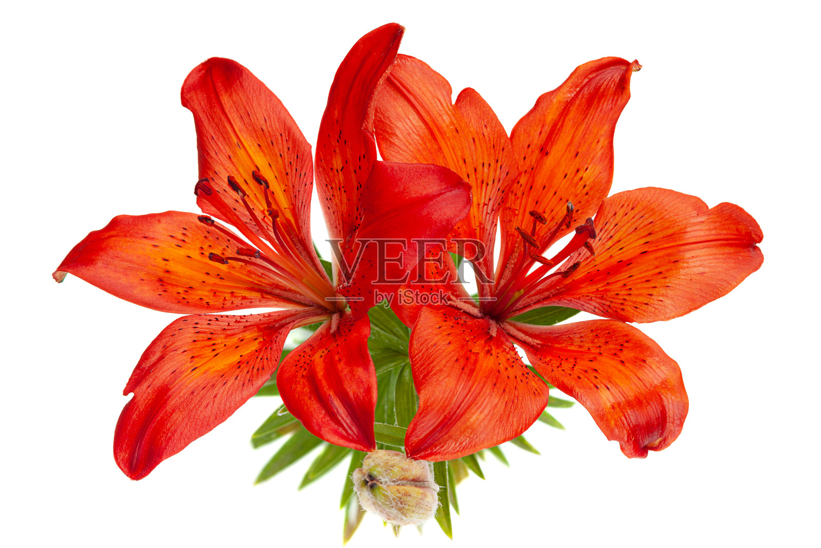 红莲头照片摄影图片