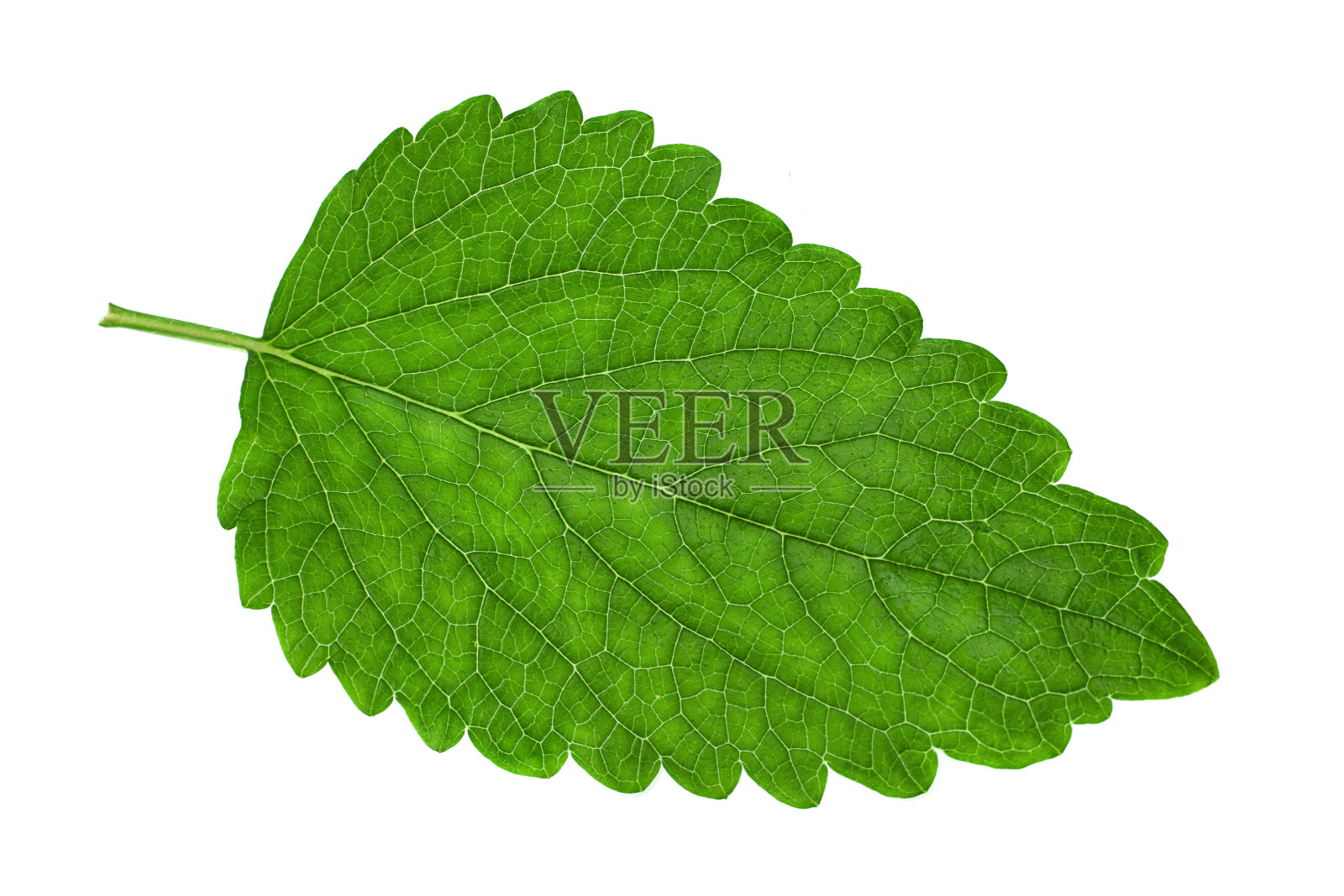 梅丽莎叶子特写镜头照片摄影图片