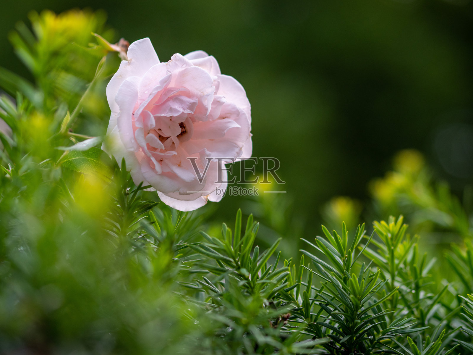 春天的粉红玫瑰照片摄影图片