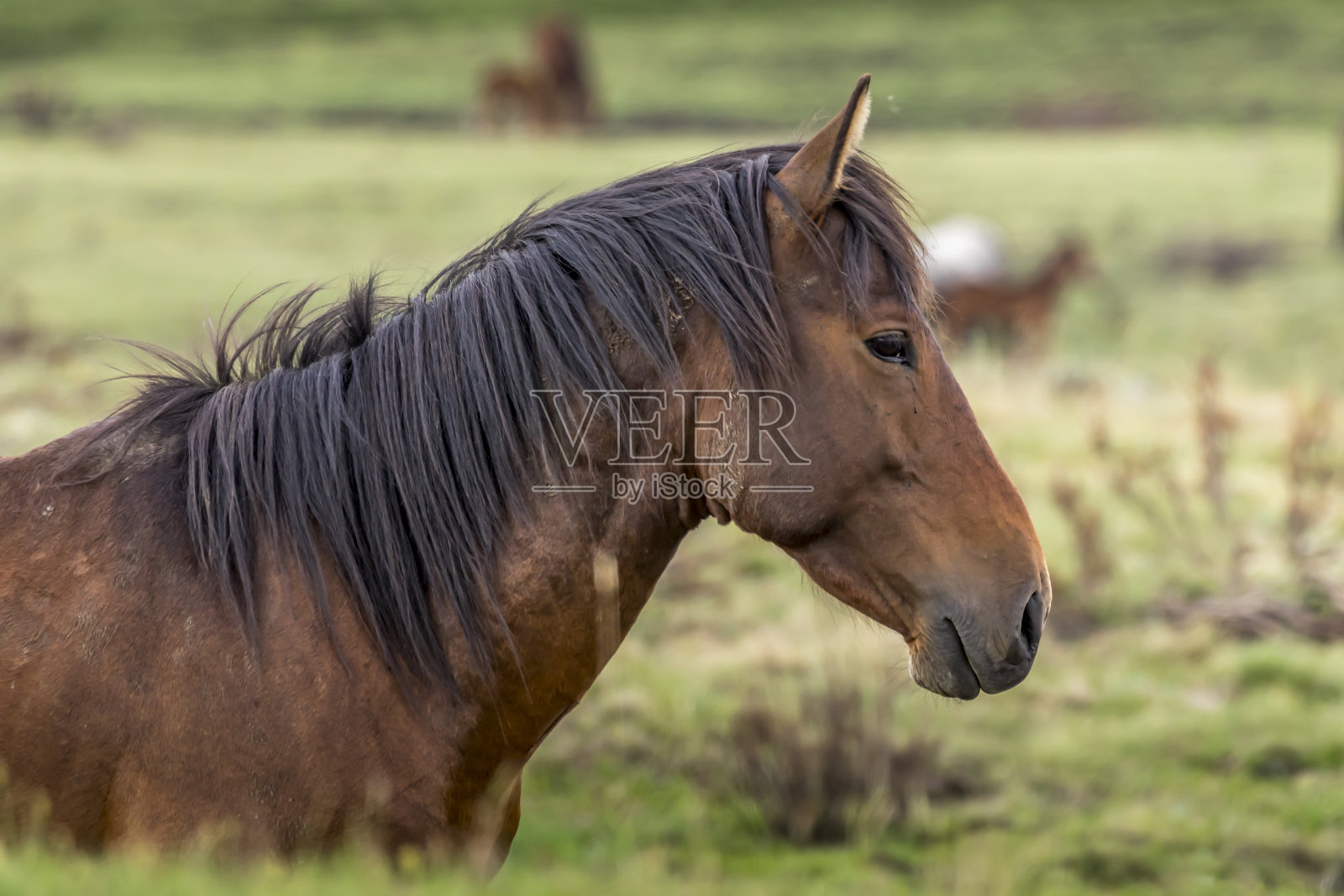 在一个多云的夏天,澳大利亚新南威尔士州的科休斯科国家公园里有一匹野马,被称为“布伦比”。照片摄影图片