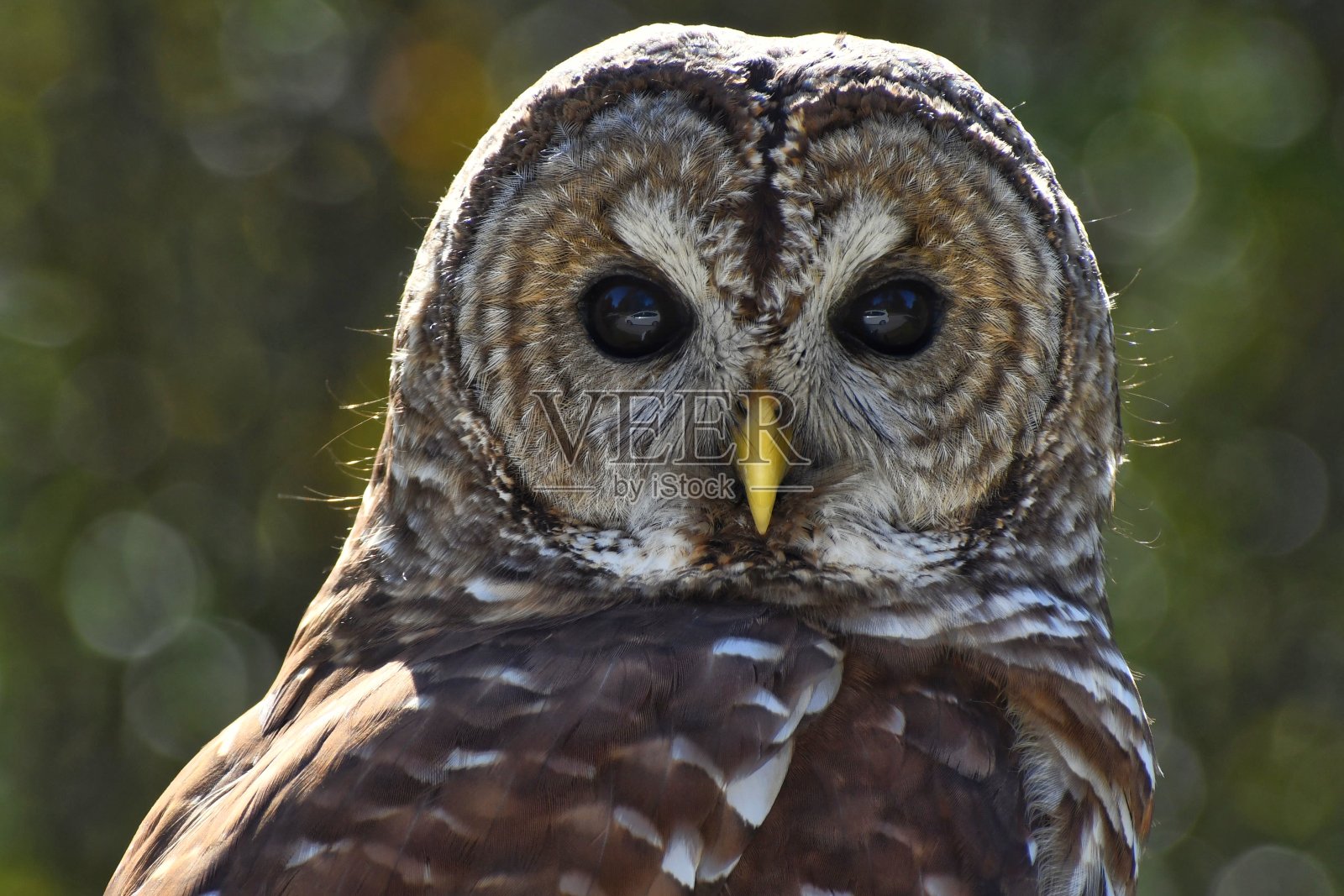 禁止猫头鹰照片摄影图片