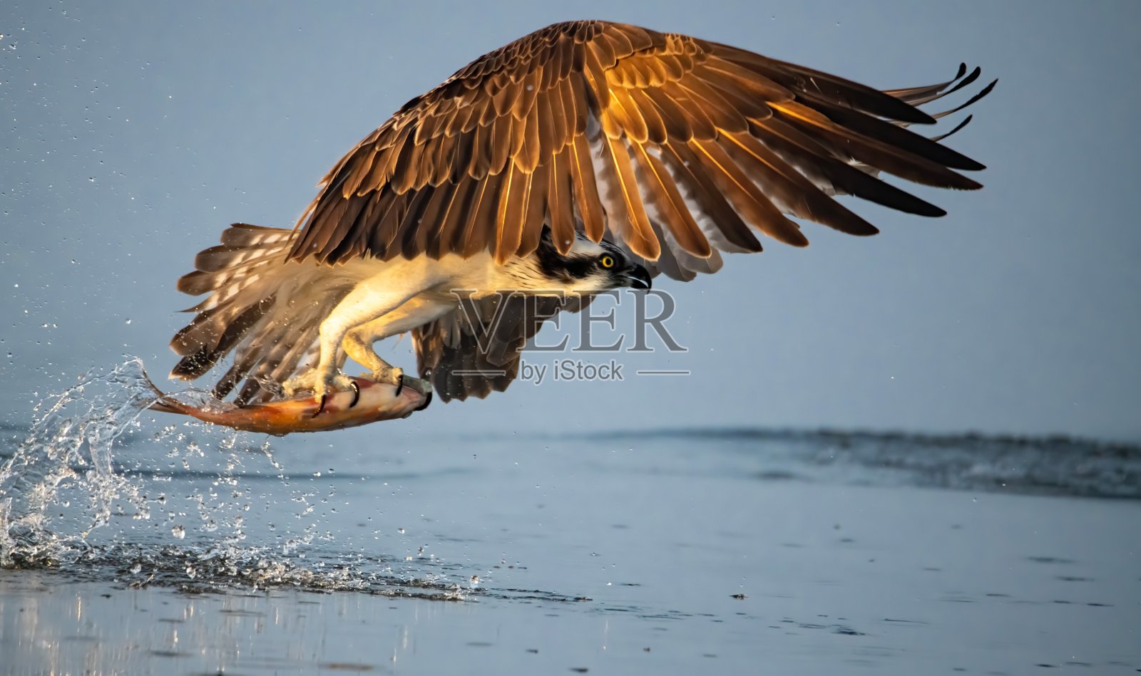 鱼鹰与新鲜的鱼照片摄影图片