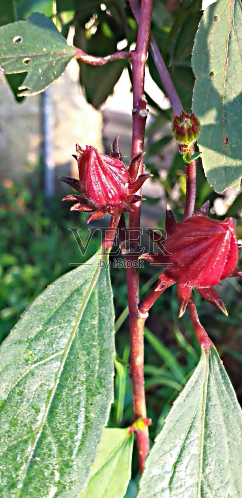 洛神葵照片摄影图片