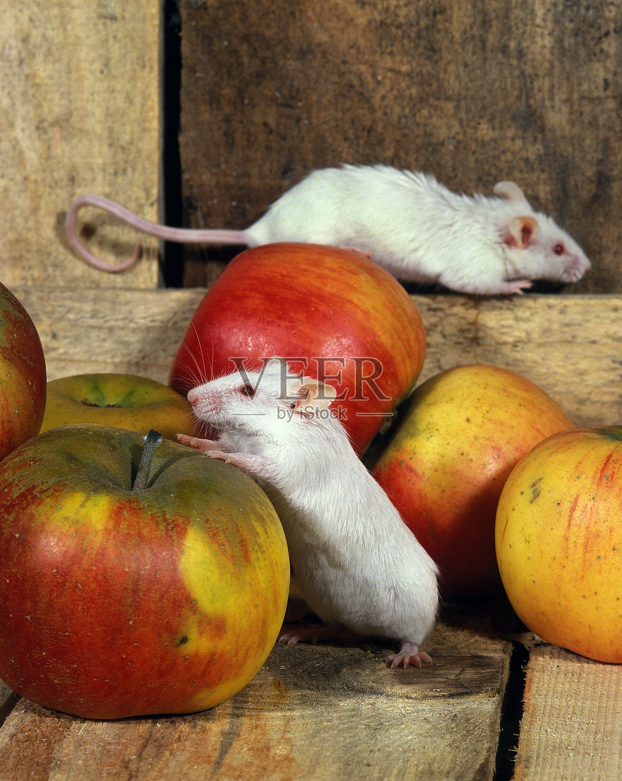 小白鼠,两只带苹果的成年鼠照片摄影图片