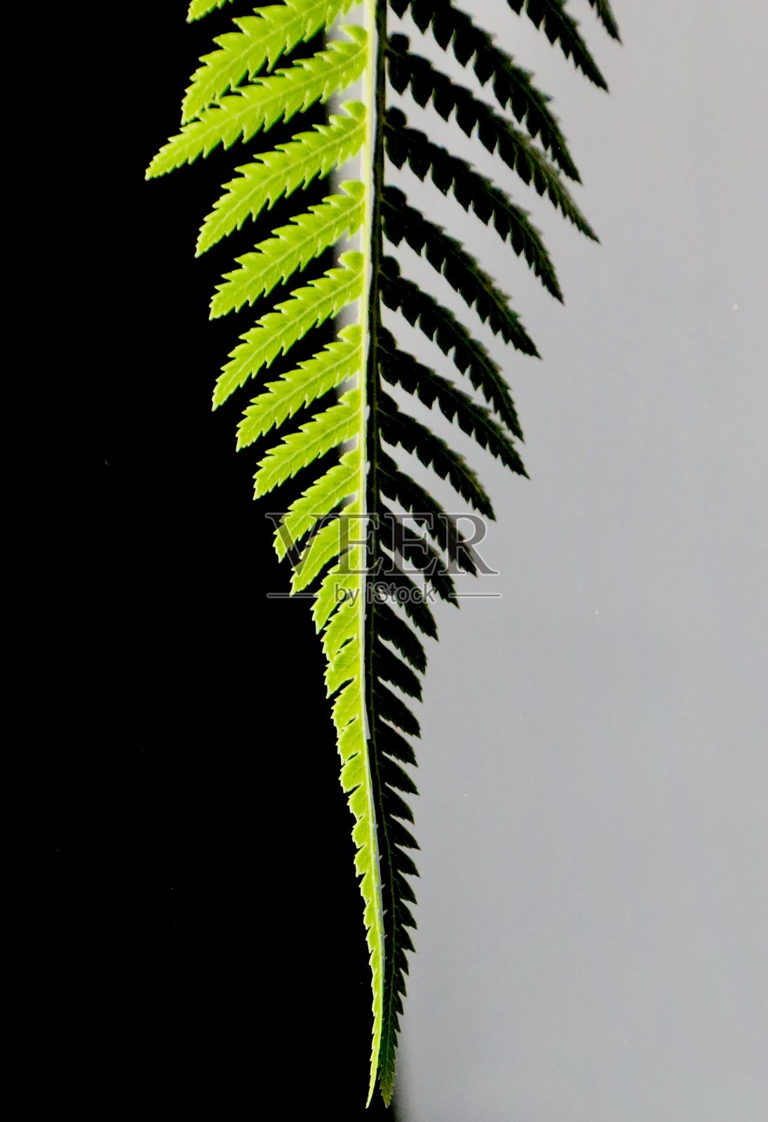 蕨叶有黑色和白色的影子照片摄影图片