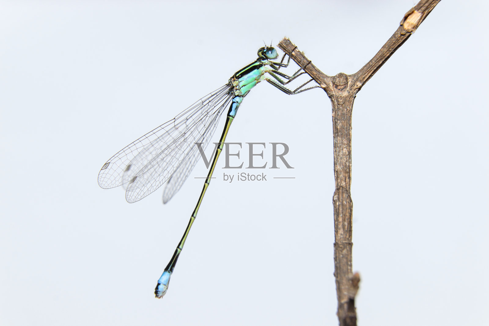 豆娘(Ischnura senegalensis)枝上照片摄影图片