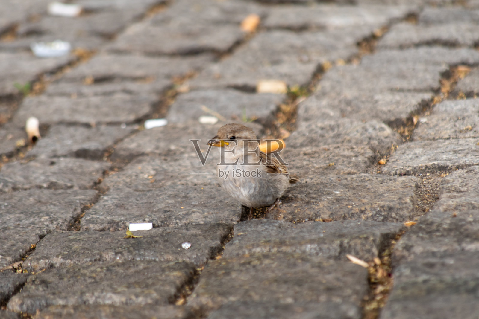 被烟头包围的小雌家麻雀照片摄影图片