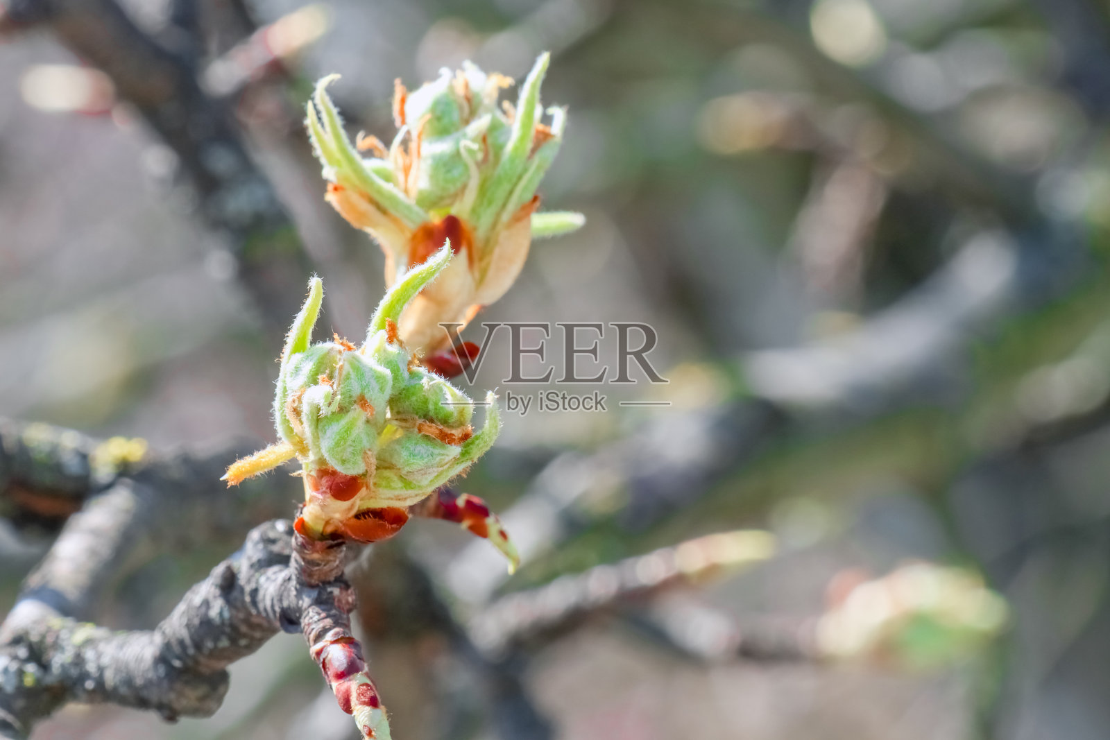 梨树上盛开的树枝靠近了照片摄影图片