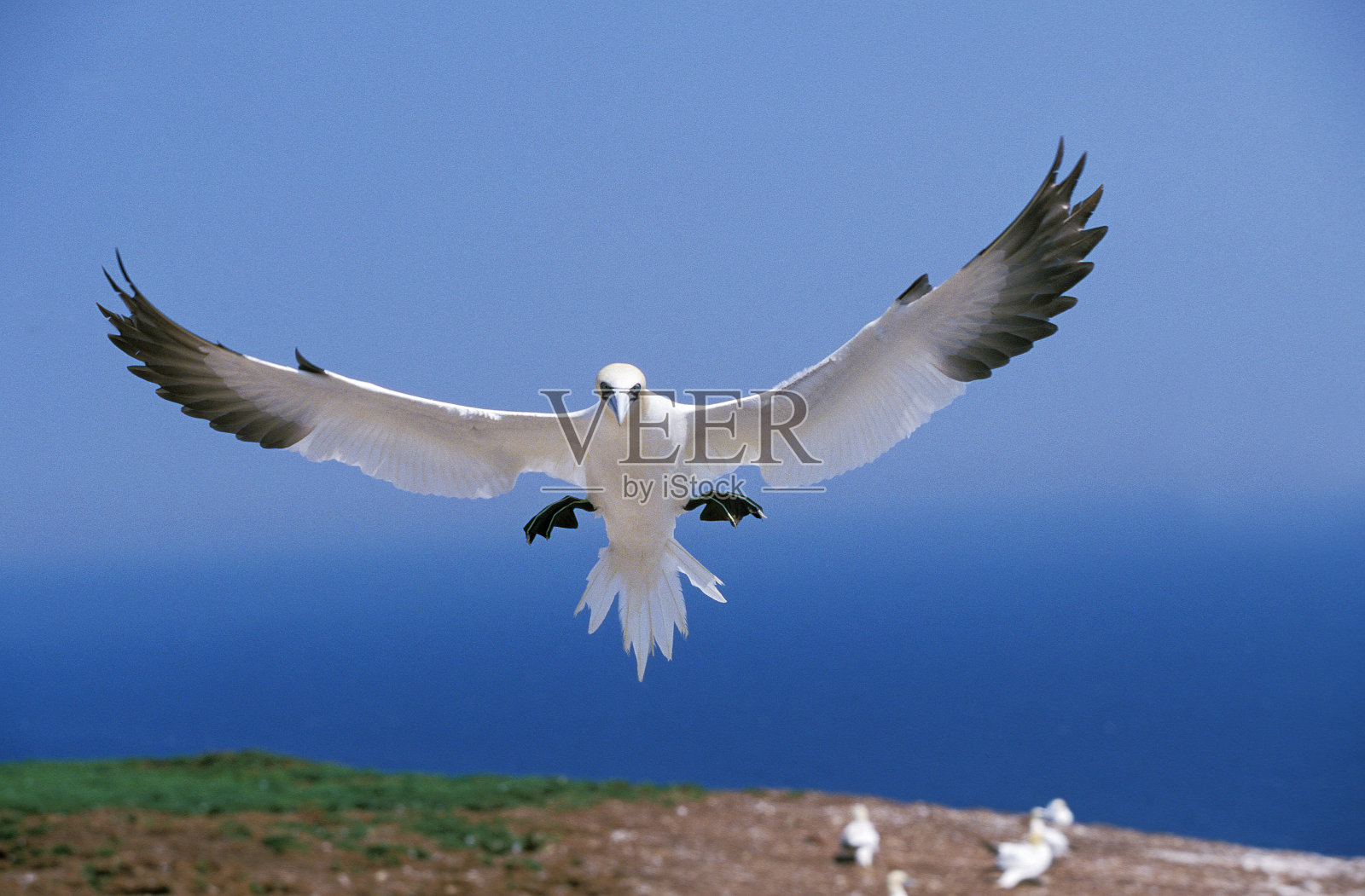 北甘尼特苏拉巴萨纳,成人在飞行中,博纳旺蒂尔岛在魁北克省照片摄影图片