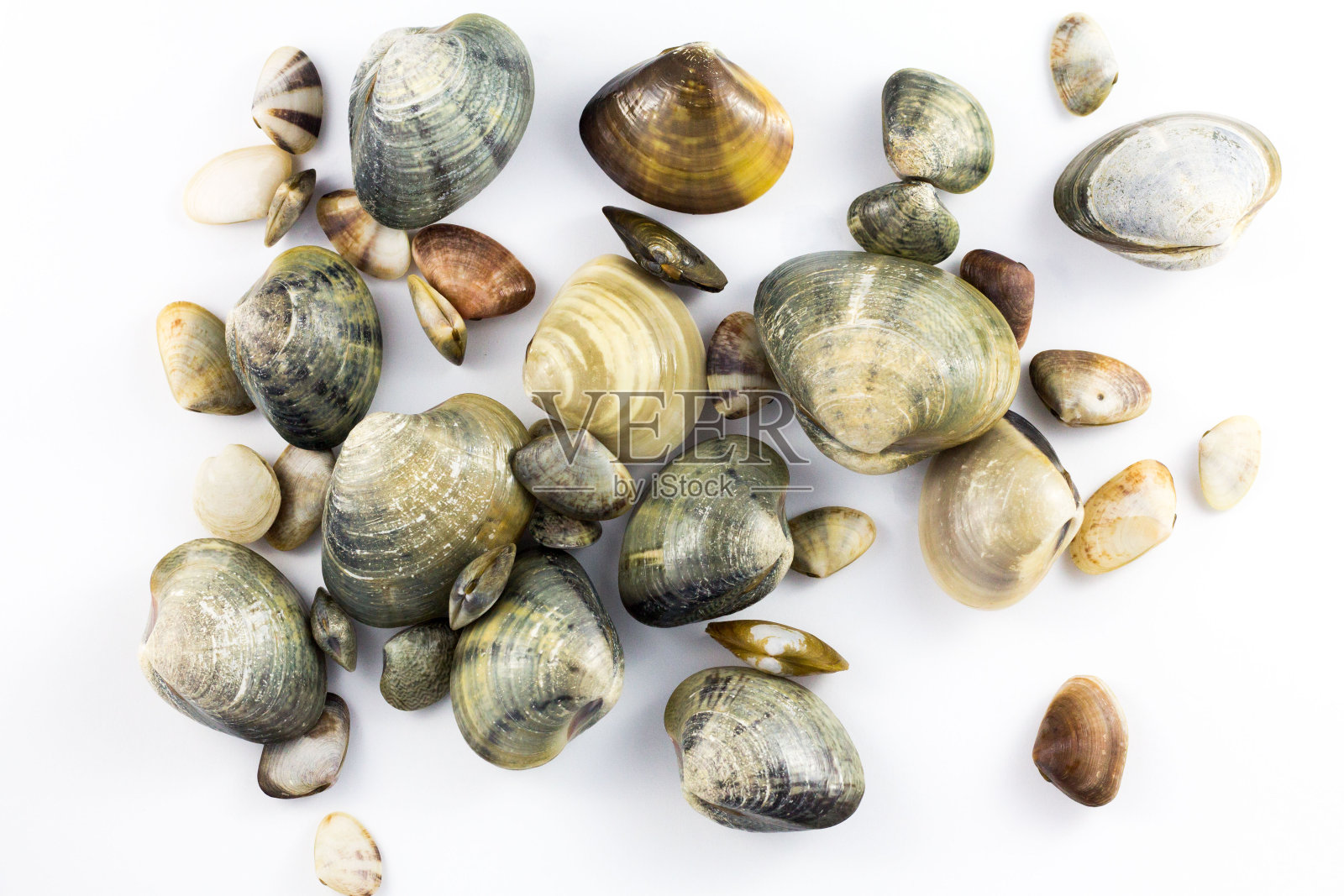 真正的生蛤与孤立的白色背景照片摄影图片