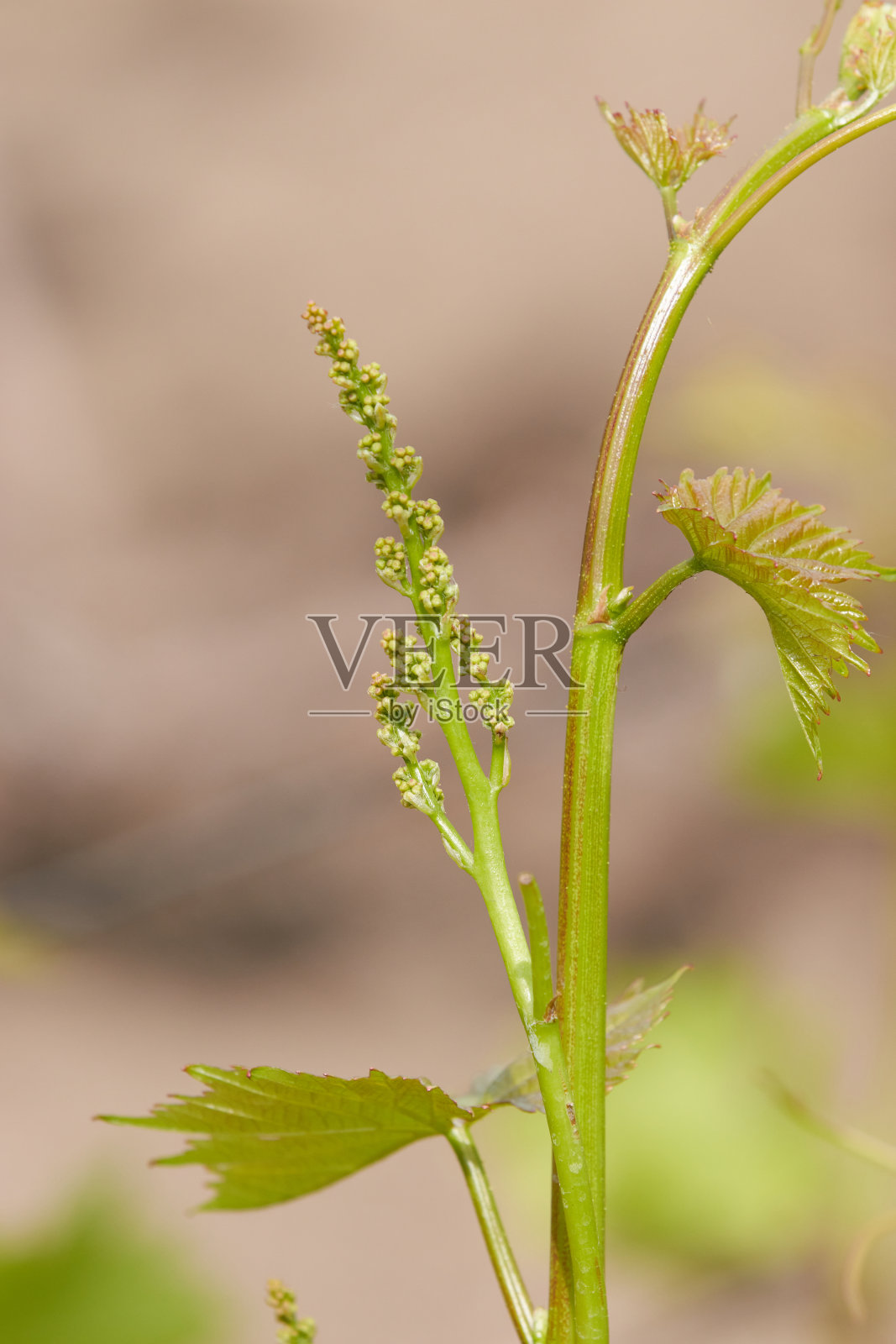 葡萄植株上的小串葡萄照片摄影图片
