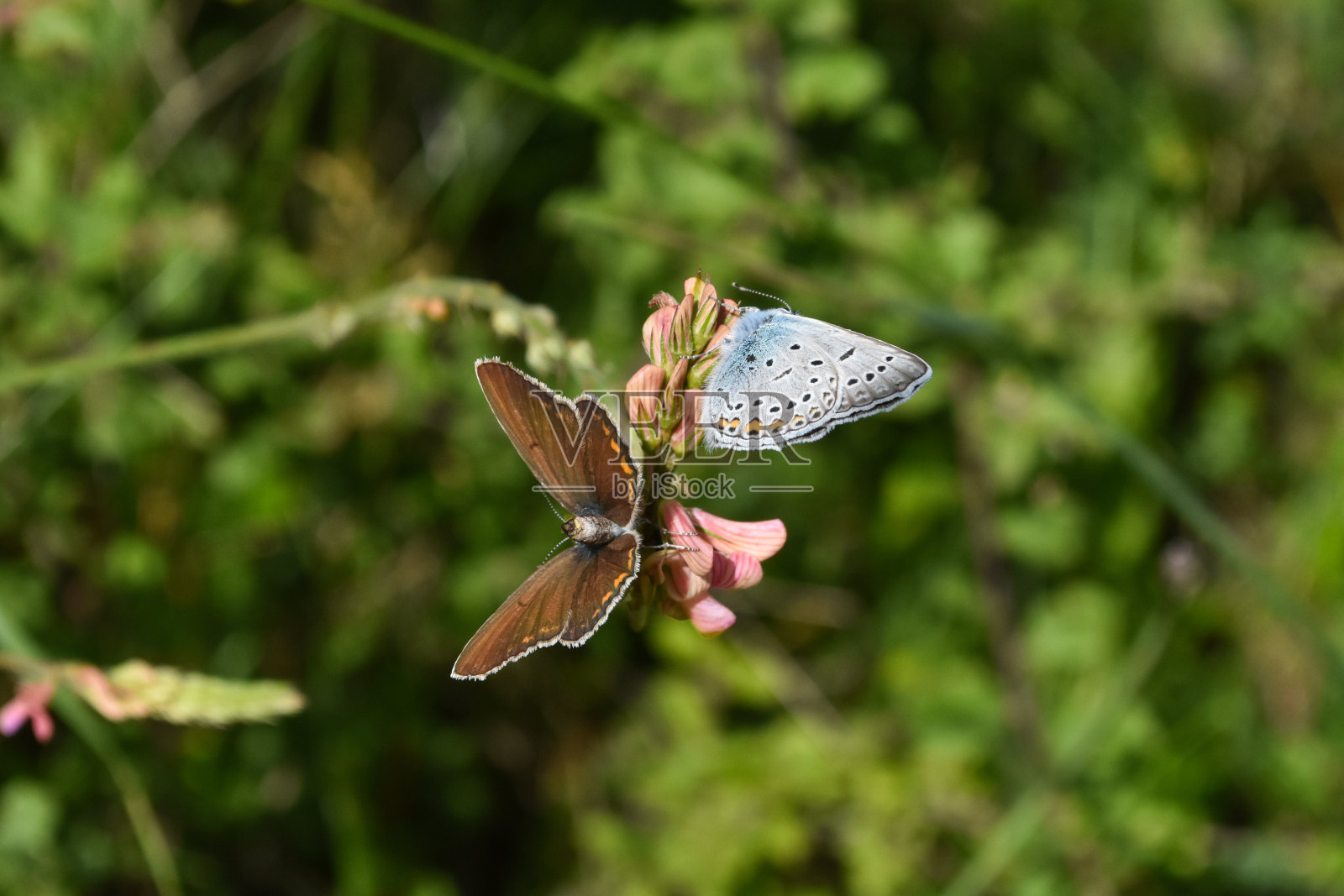 蓝蝴蝶,阿曼达的蓝蝴蝶照片摄影图片