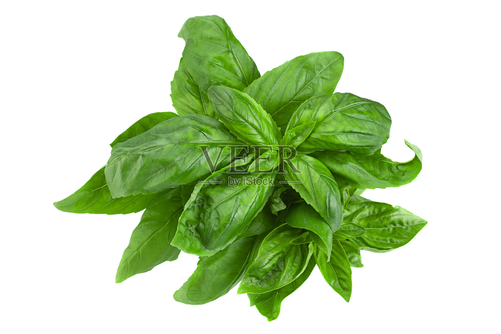 绿罗勒照片摄影图片