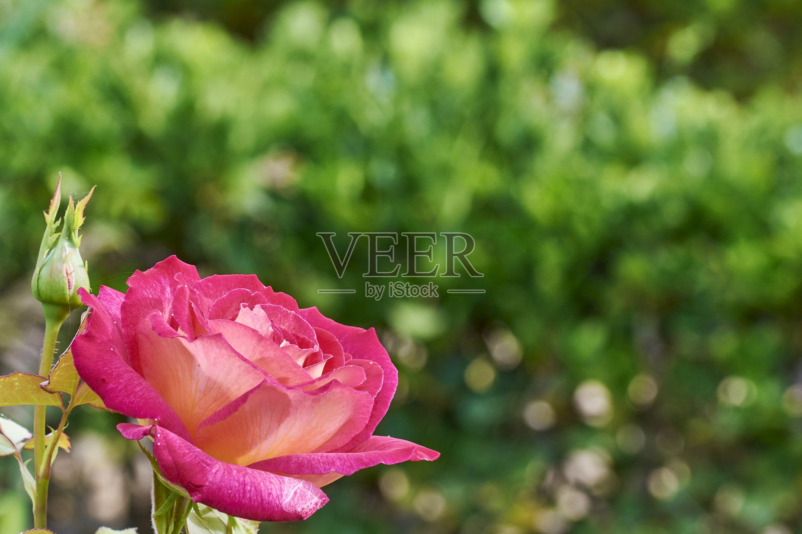 大粉红玫瑰在左下角与绿色模糊的背景照片摄影图片