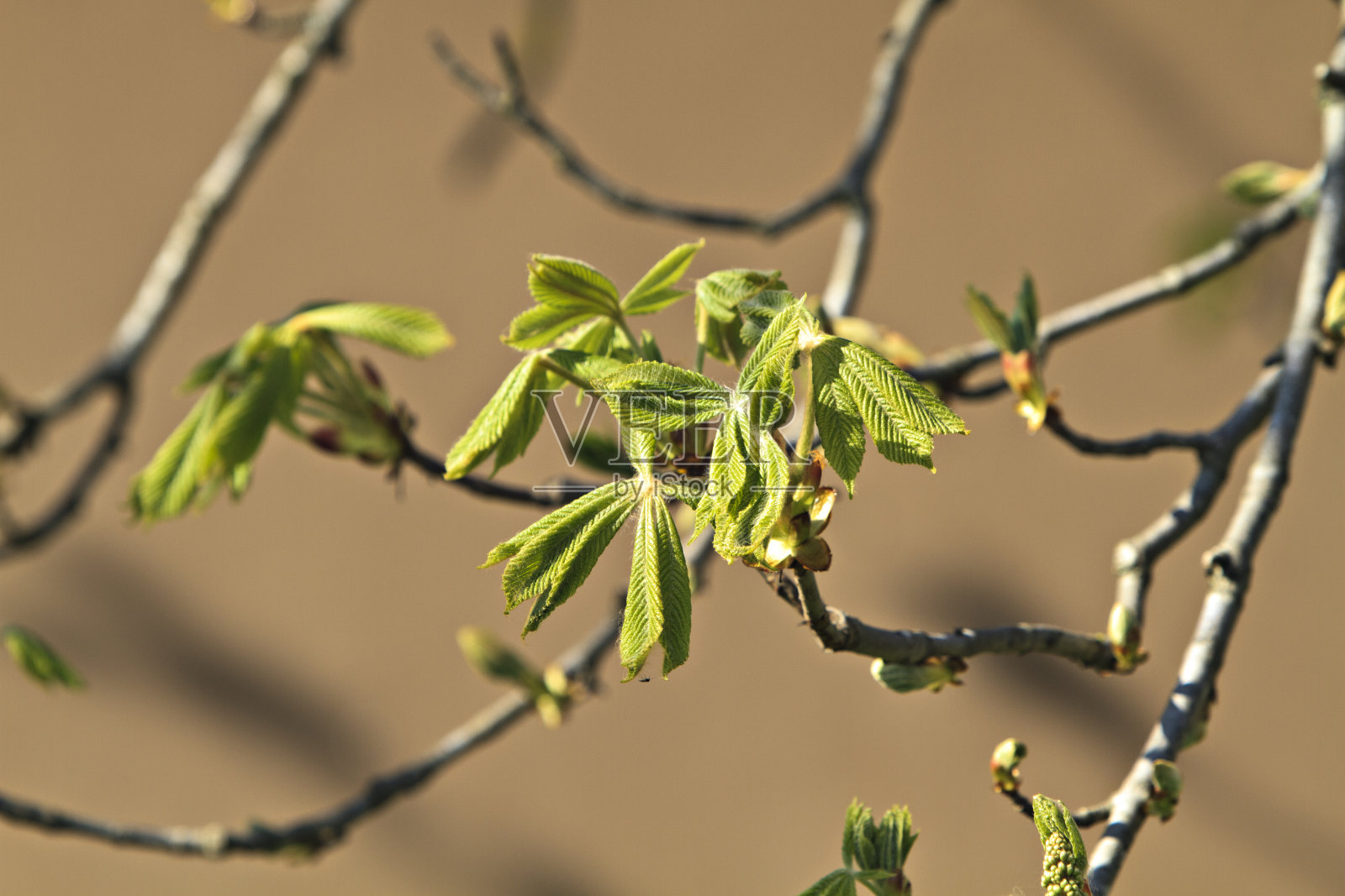 七叶树照片摄影图片