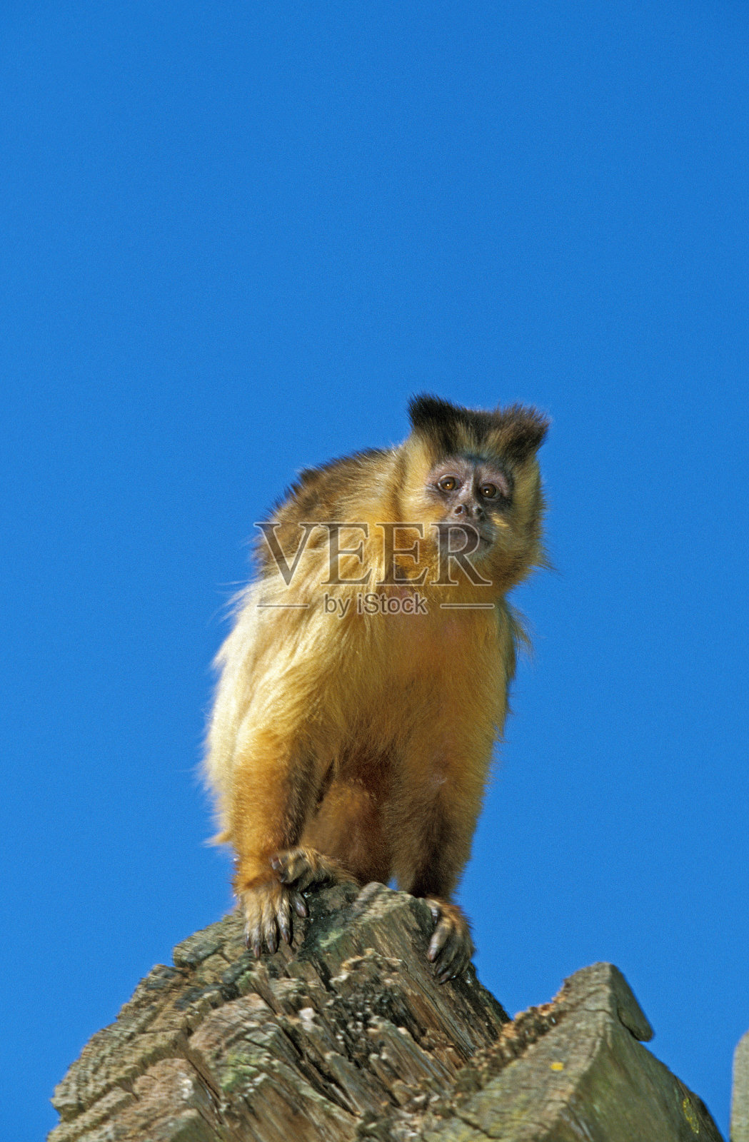 黑帽卷尾猴,成虫四处张望照片摄影图片