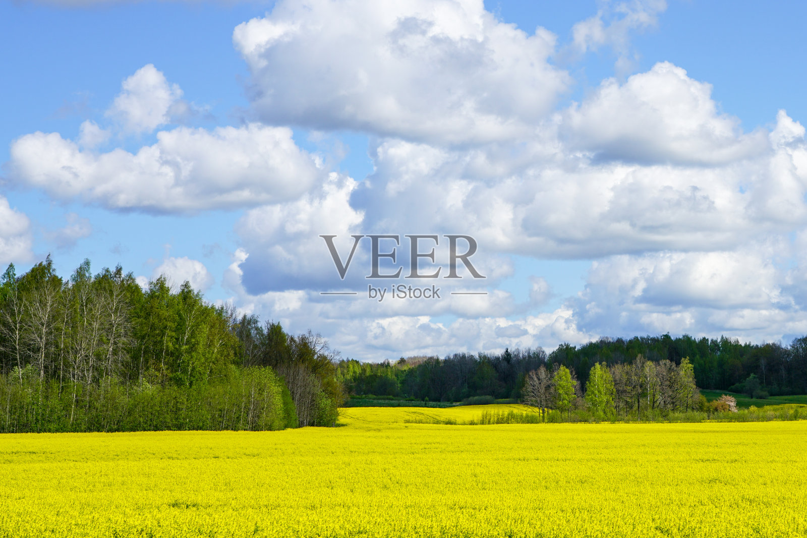 美丽的风景有开花的田野,森林,蓝天和白云照片摄影图片