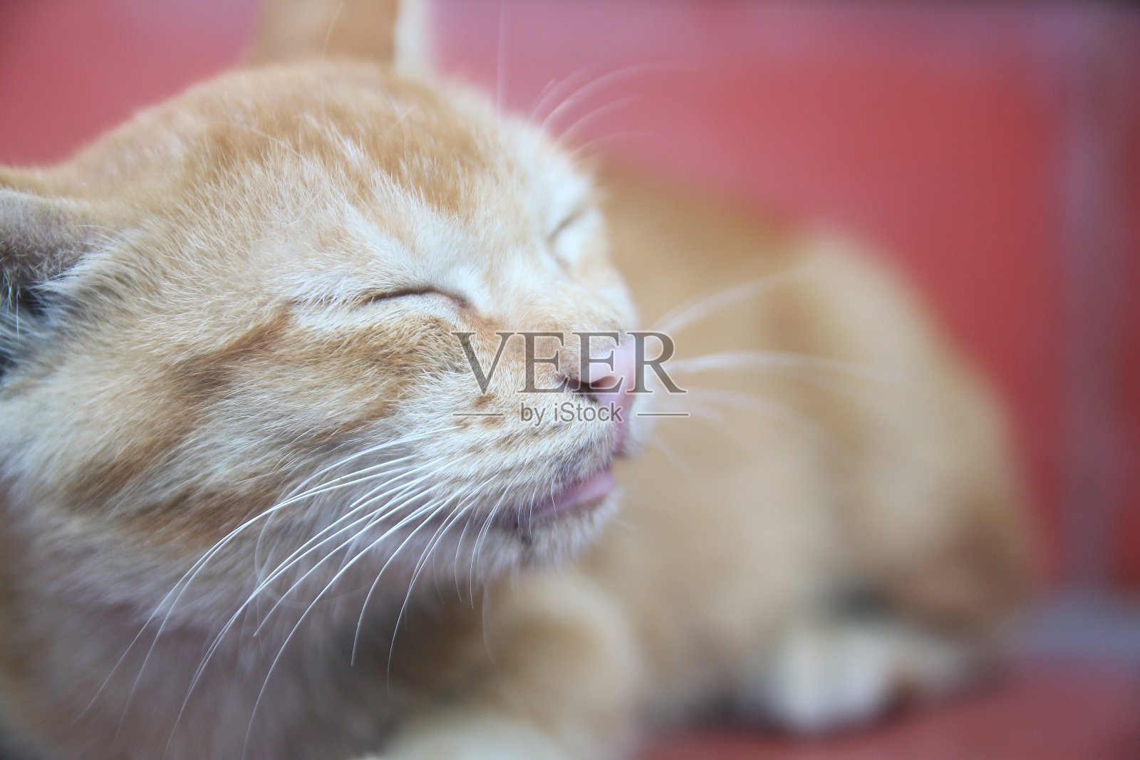 乌特短毛小猫照片摄影图片