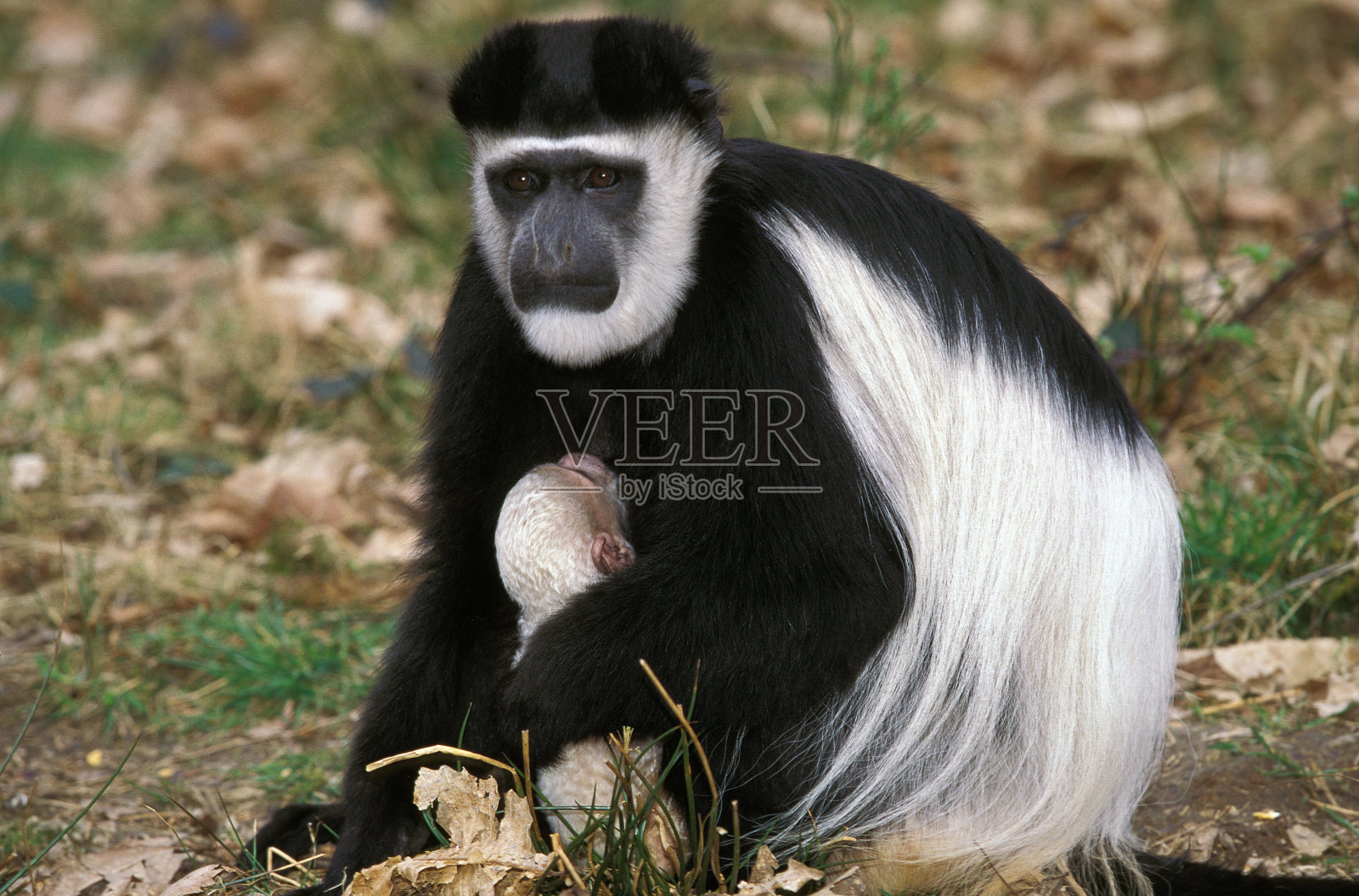 黑白相间的哥伦布猴,妈妈带着幼猴照片摄影图片