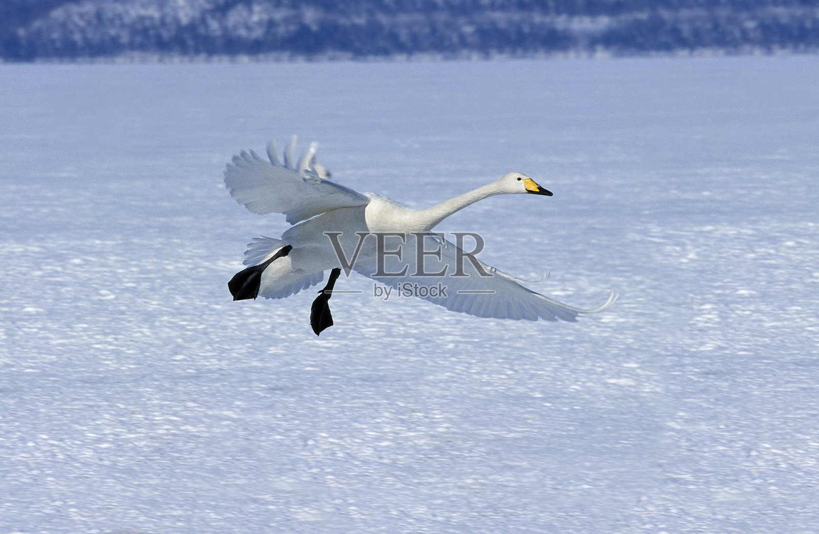 日本北海道岛的大天鹅,成年飞行中的大天鹅照片摄影图片