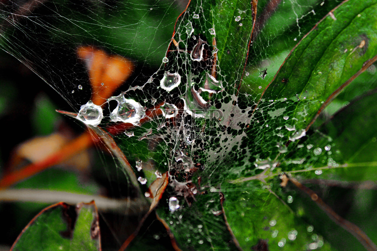 绿叶,蜘蛛网和雨滴照片摄影图片