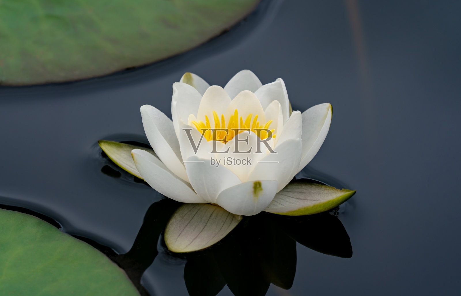 睡莲照片摄影图片