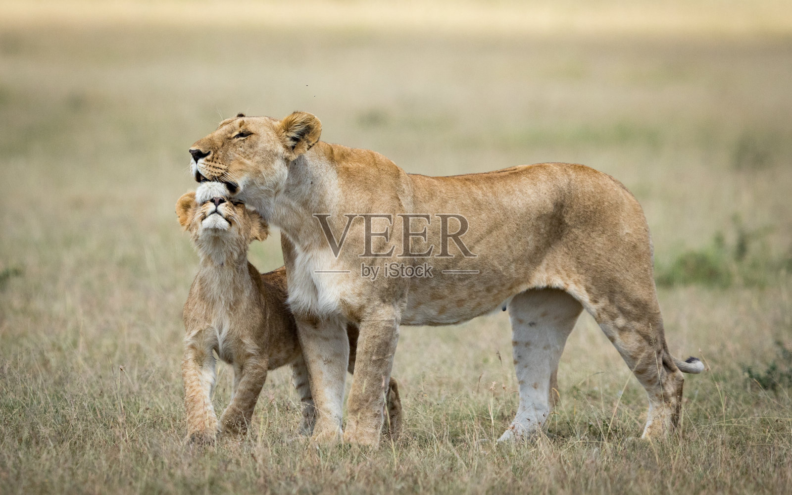 在肯尼亚的马赛马拉,母狮和她的幼狮表达爱意照片摄影图片